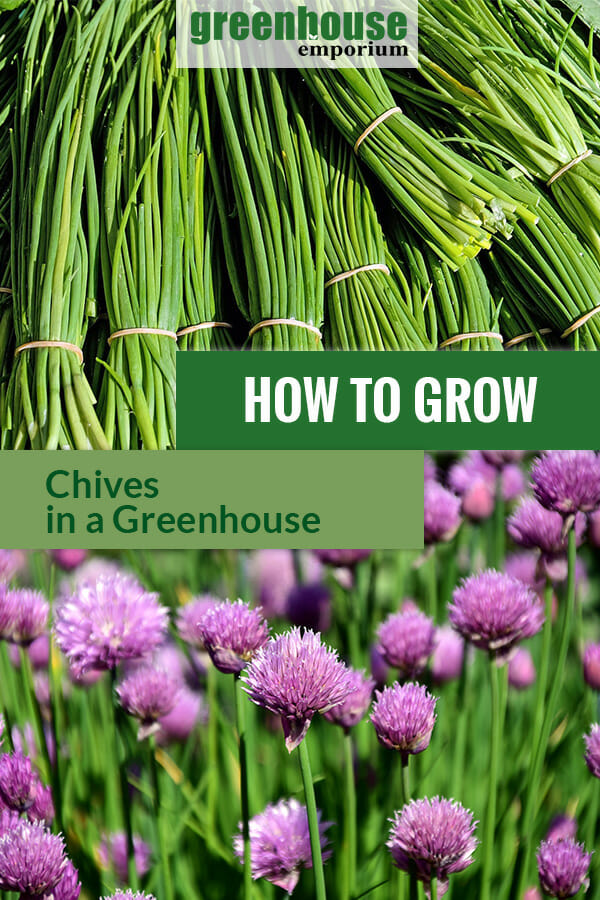 Bundles of chives and its beautiful flowers with the text: How to grow chives in a greenhouse