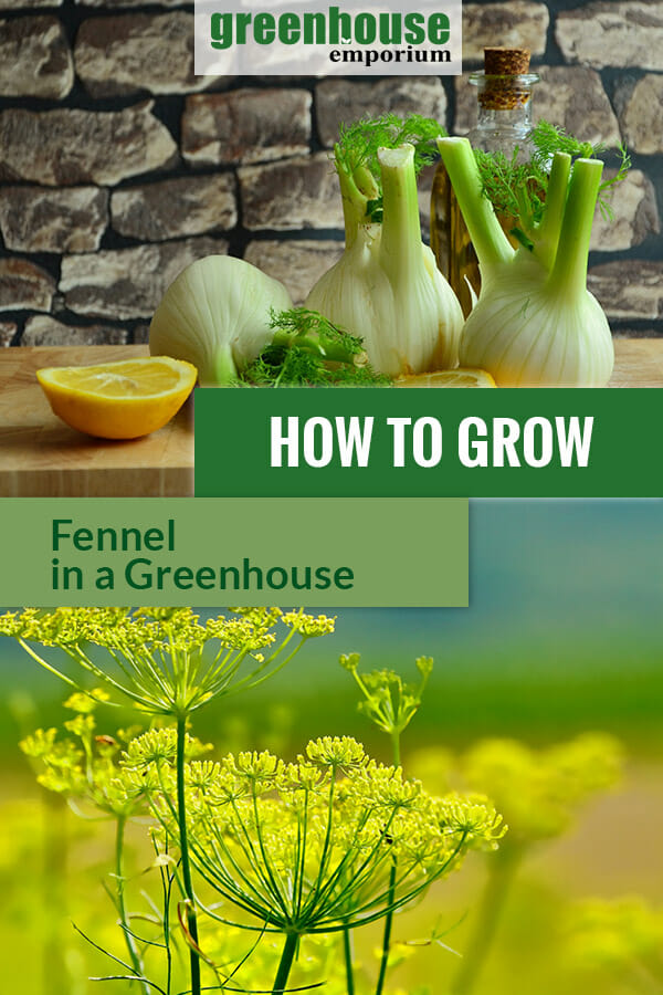 Fennel flowers, bulb and tea with the text: How to grow fennel in a greenhouse