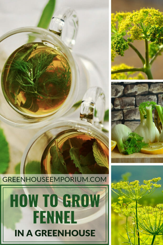 Herb tea, fennel flowers and bulb with the text: How to grow fennel in a greenhouse