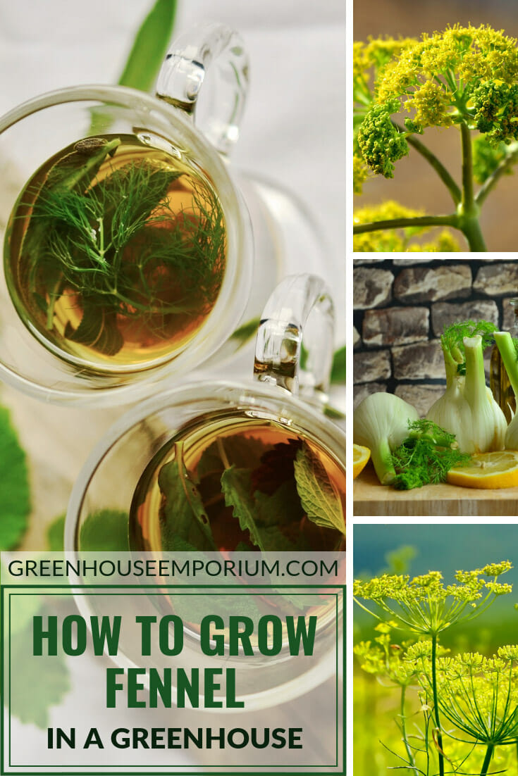 How to Grow Fennel in a Greenhouse Greenhouse Emporium