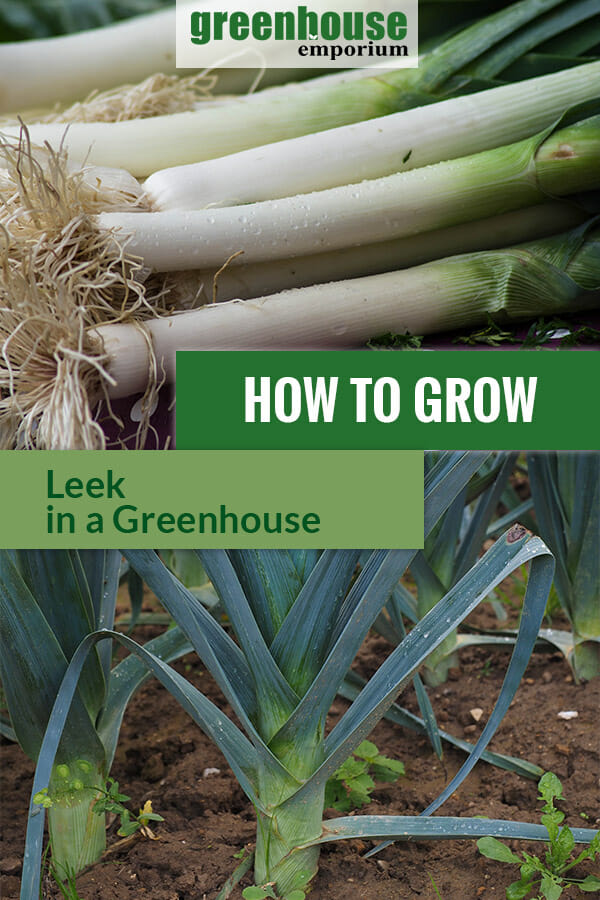 Nutritious leek stalks and leeks planted in the field with the text: How to grow leeks in a greenhouse