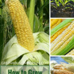 Sweet corn or maize with the text: How to grow sweet corn in a greenhouse