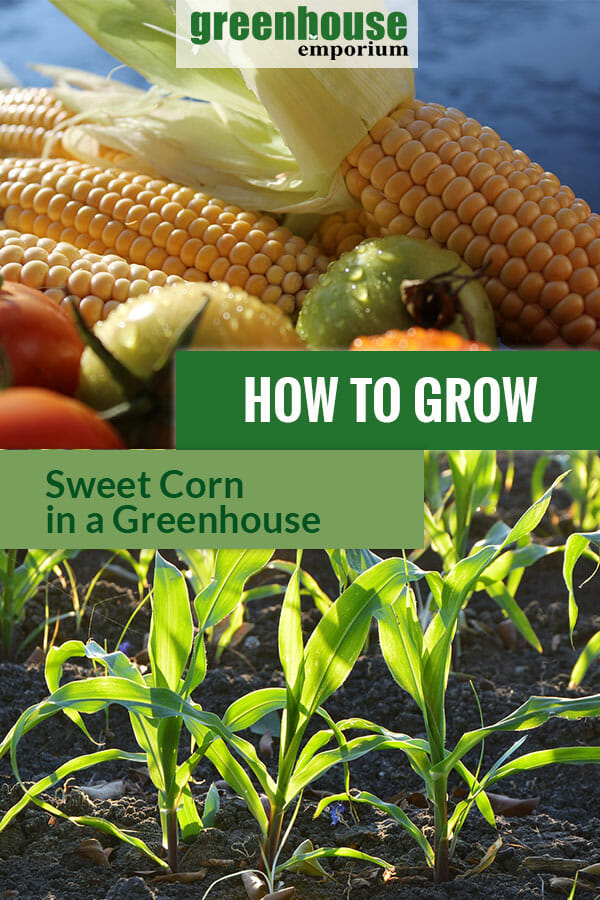 Sweet corn or maize with the text: How to grow sweet corn in a greenhouse