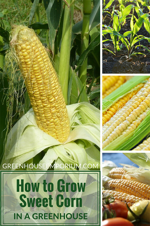 Growing Sweet Corn in Your Organic Garden