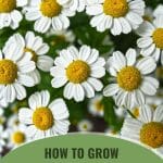 Chamomile flowers with the text: How To Grow Chamomile In A Greenhouse
