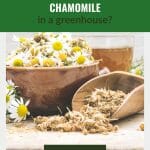 Chamomile and chamomile blossoms with the text: Can You Grow Chamomile In A Greenhouse?