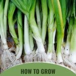 Leek plant with the text: How To Grow Leek In A Greenhouse