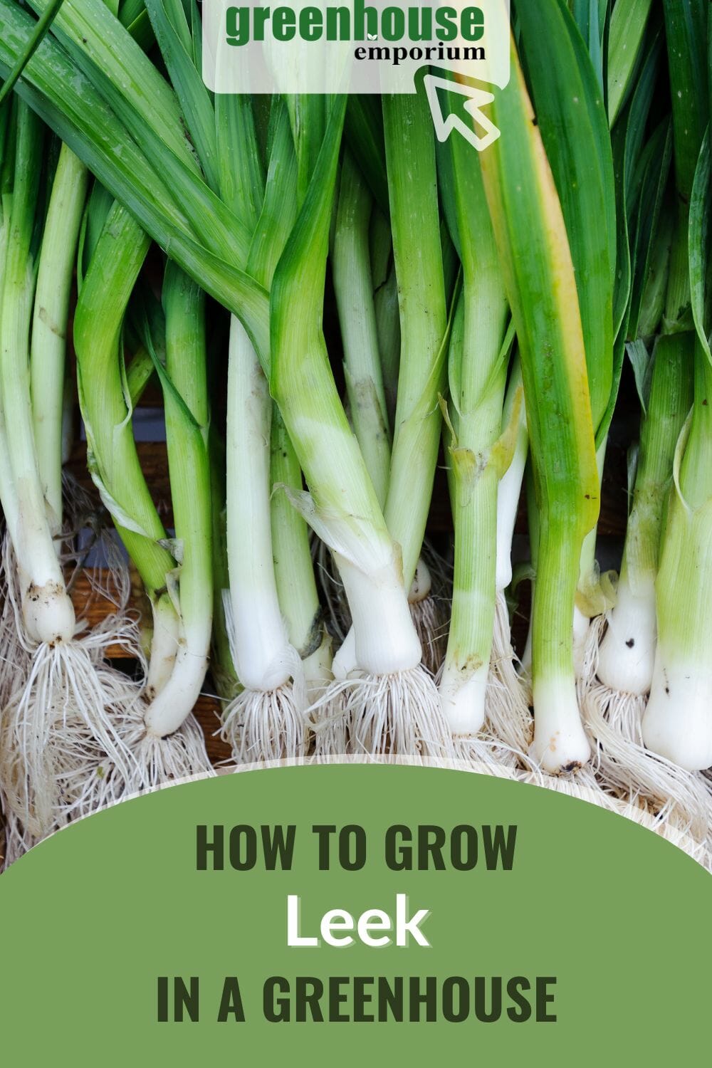 How To Grow Leek In A Greenhouse | Greenhouse Emporium