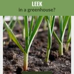 Leek plantation with the text: Can You Grow Leek In a Greenhouse?