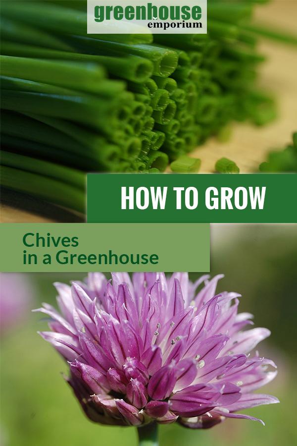 Chopped ready to cook chives and a beautiful chive flower with the text: How to grow chives in a greenhouse