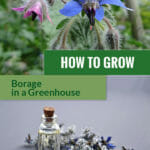 Image of the borage blossom and dried borage with the text: How to grow borage in a greenhouse