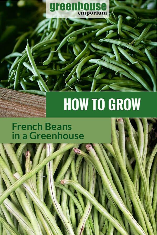 Harvested French beans with dark and light green colors with the text: How to grow French beans in a greenhouse