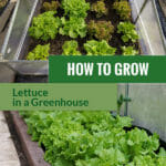 Images of lettuce growing in greenhouses with the text: How to grow lettuce in a Greenhouse