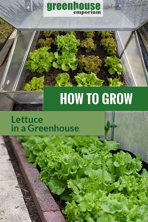 Images of lettuce growing in greenhouses with the text: How to grow lettuce in a Greenhouse