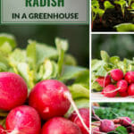 Radish bundle on a table and three small images of radish and growing radish plants with the text: How to Grow Radish in a Greenhouse