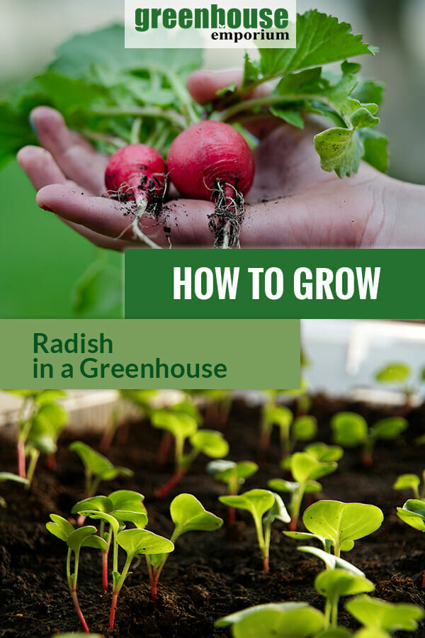 Radish sprouts and freshly picked radish with the text: How to grow radish in a greenhouse