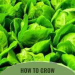 Fresh lettuce with the text: How To Grow Lettuce In A Greenhouse