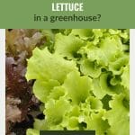 Green and purple lettuce with the text: Can You Grow Lettuce In A Greenhouse?