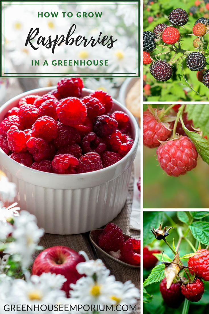 Raspberries in a bowl on a table and three tiny images show raspberries on the plant. The text at the top says: How to Grow Raspberries in a Greenhouse