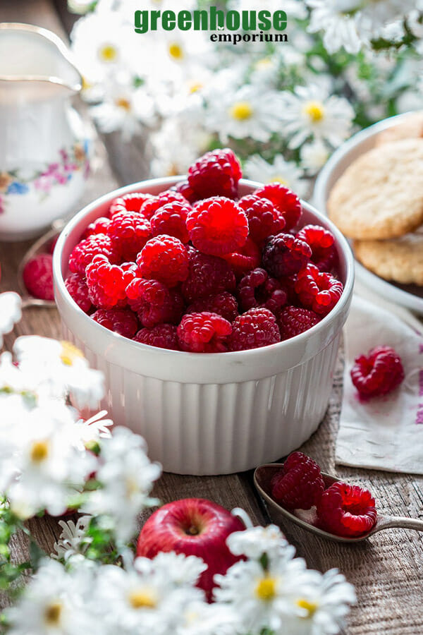 Raspberries in a white bowl