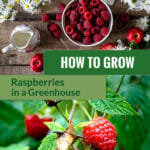 Raspberries in a bowl on a table and raspberries on the plant. The text in the middle says: How to Grow Raspberries in a Greenhouse