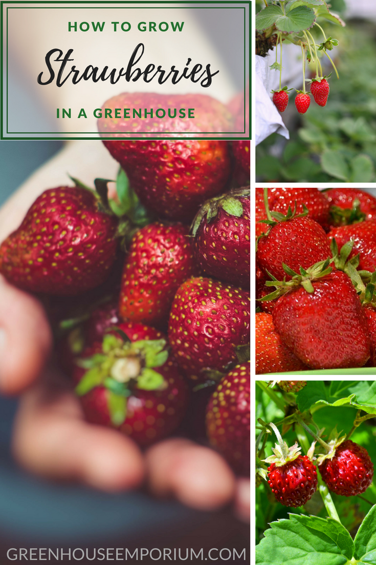 Strawberries in hands and three tiny images show strawberries growing on the plant with the text: How to grow strawberries in a greenhouse