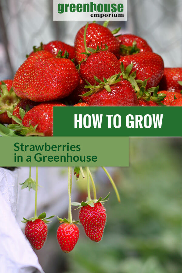 A pile of strawberries and strawberries growing in a greenhouse with the text: How to Grow Strawberries in a greenhouse
