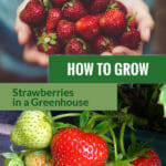 Hands full with strawberries and strawberry plant with the text: How to Grow Strawberries in a Greenhouse