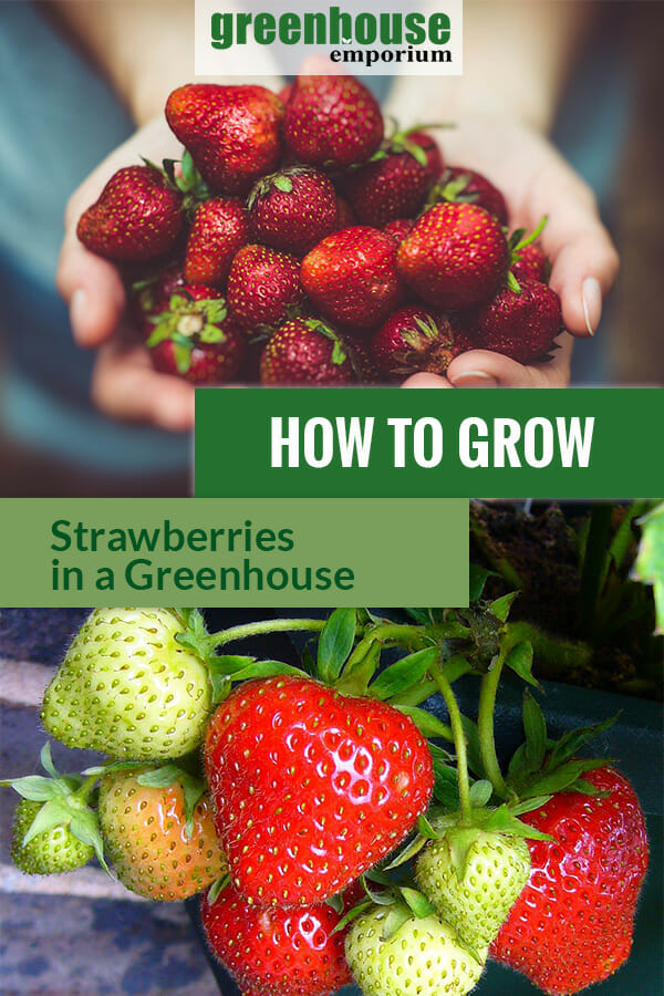 Hands full with strawberries and strawberry plant with the text: How to Grow Strawberries in a Greenhouse