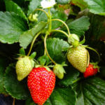 Strawberry plant with ripe and not ripe fruits
