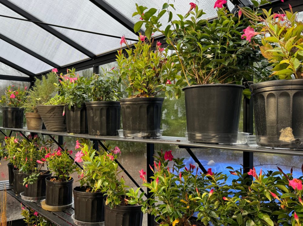 Potted flower plants on shelves inside of a greenhouse