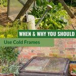 Propped up cold frame and simple wooden cold frame with the text in the middle: When and Why you should use cold frames