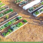 Hoop house cold frames in a community gardenwith the text: Should you use cold frames in your garden?