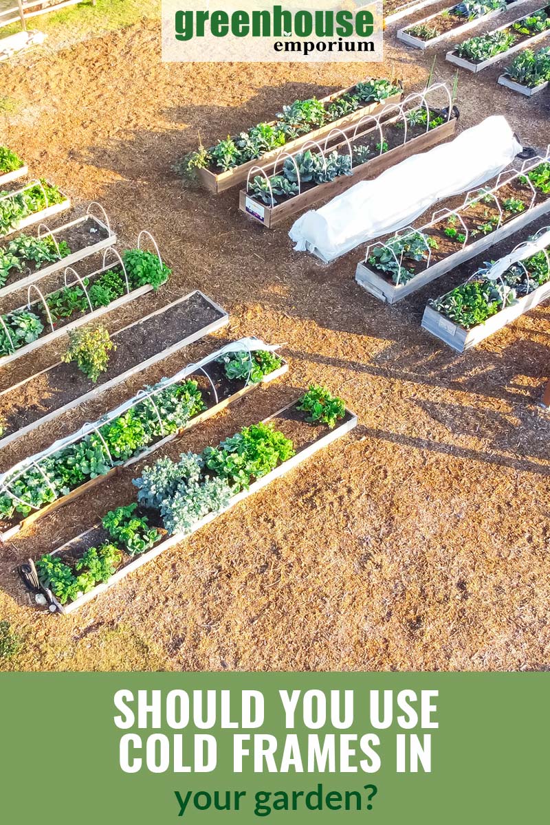 Hoop house cold frames in a community gardenwith the text: Should you use cold frames in your garden?