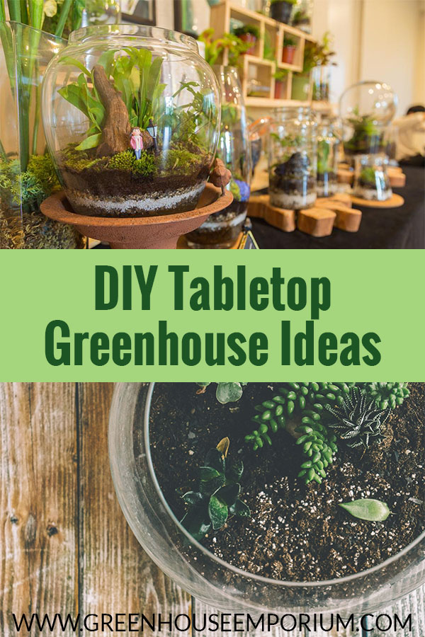 Mini greenhouses made from fish bowls with the text: DIY Tabletop Greenhouse Ideas