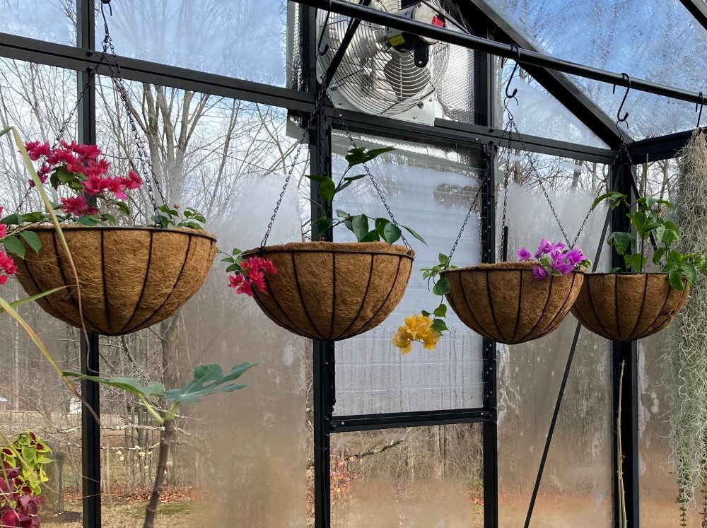 Four hanging baskets on the inside of a greenhouse with an exhaust fan and louver vent behind them.