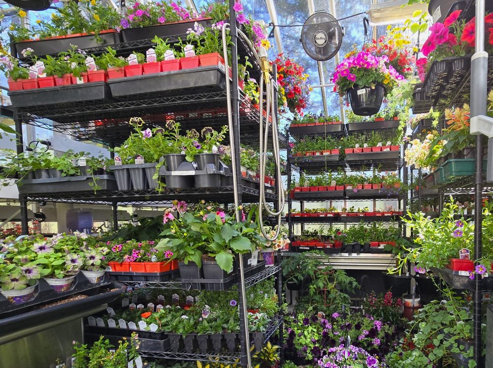 Greenhouse interior filled to the brim with potted plants with two large racks with wire adjustable shelves in the middle, also covered with potted plants and seed trays.