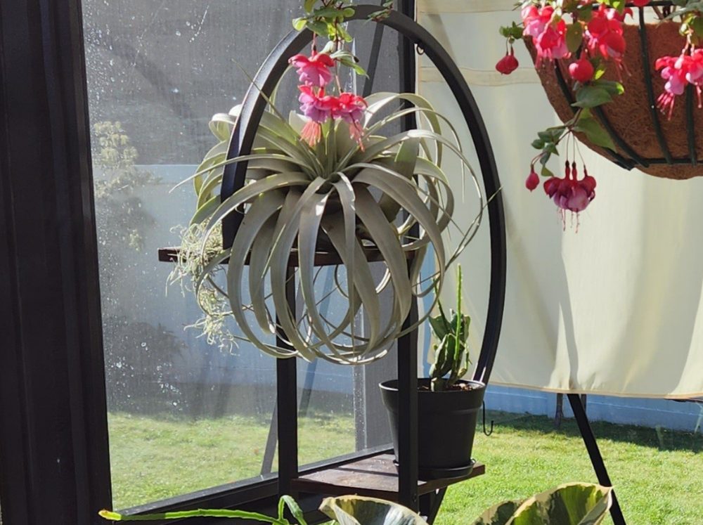 Tiered shelving in the corner of a greenhouse with potted plants.