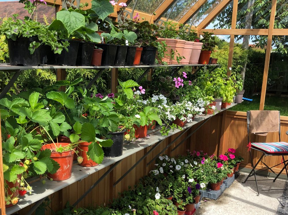 Floating shelves inside of a wooden, glass paned greenhouse filled with potted plants.