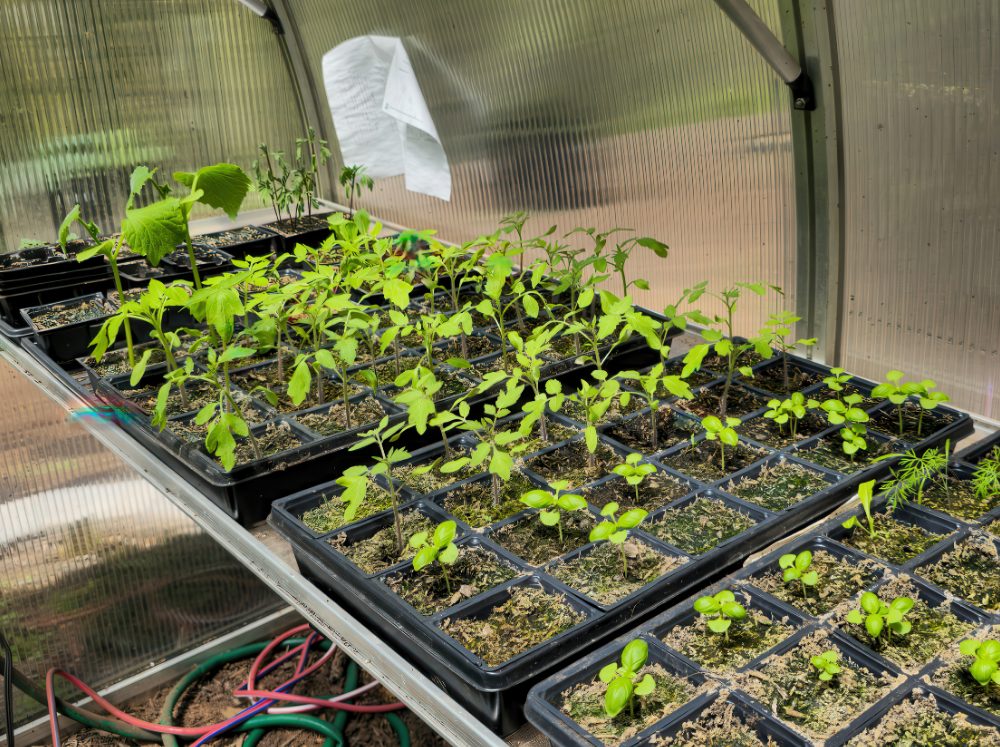 Seed trays on specialized greenhouse shelf.