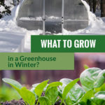 Greenhouse surrounded by snow and leafy greens at the bottom with the text: What to Grow in a greenhouse in Winter?