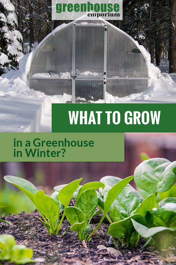 Greenhouse surrounded by snow and leafy greens at the bottom with the text: What to Grow in a greenhouse in Winter?