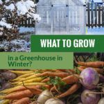 Greenhouse with snow in winter and root vegetables. The text in the middle says What to Grow in a Greenhouse in Winter?