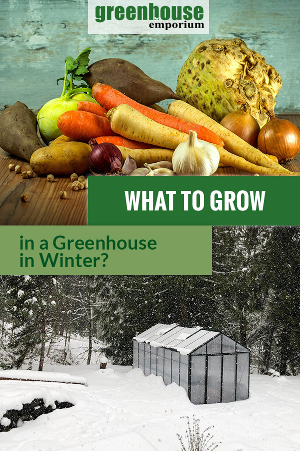 Root vegetables and a greenhouse in snow with the text: What to Grow in a greenhouse in Winter