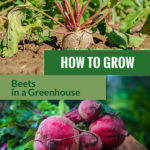 Planted and harvested beets with the text: How to grow beets in a greenhouse