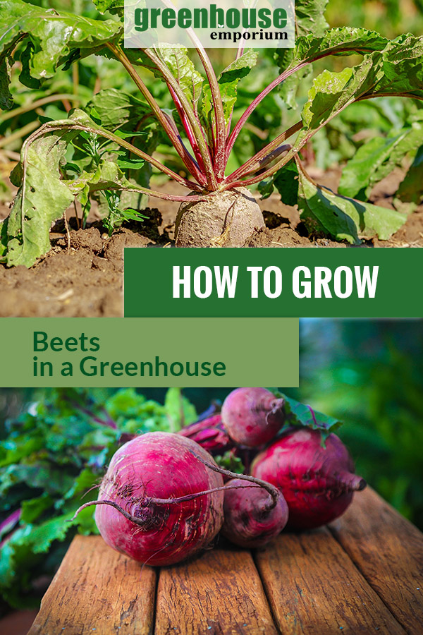 Planted and harvested beets with the text: How to grow beets in a greenhouse