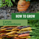 Planted carrot in soil and colorful varieties with the text: How to grow carrots in a greenhouse
