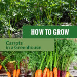 Carrot plants in soil and carrot varieties with the text: How to Grow Carrots in a Greenhouse