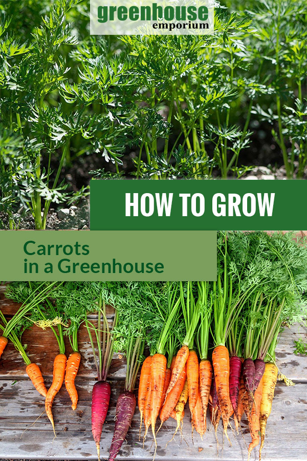 Greenhouse Gardening - How To Grow Carrots? | Greenhouse Emporium