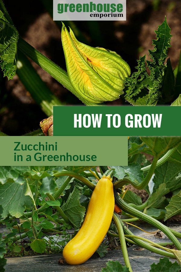 Zucchini blossom above and a yellow variety below with the text in the middle: How to grow zucchini in a greenhouse